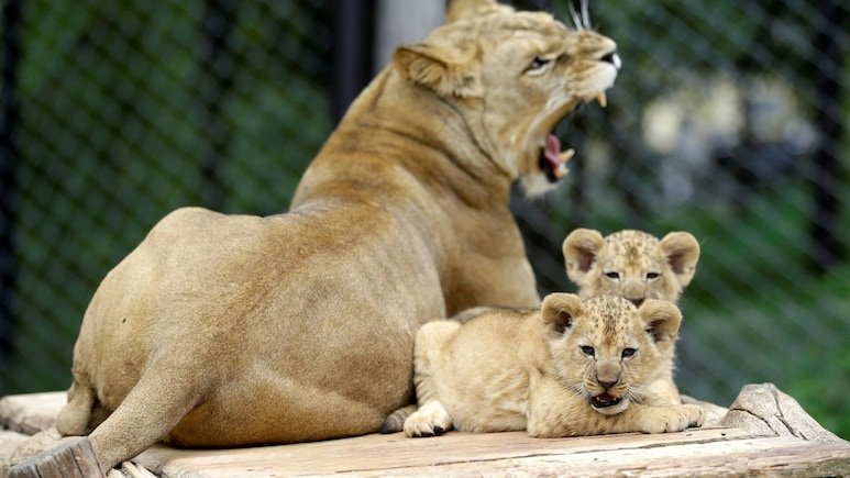 Rare Barbary Lions, Extinct In The Wild, Born At Czech Zoo