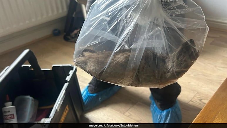 “ Size Of A Small Cat ”: 22-Inch Rat Found At UK Home