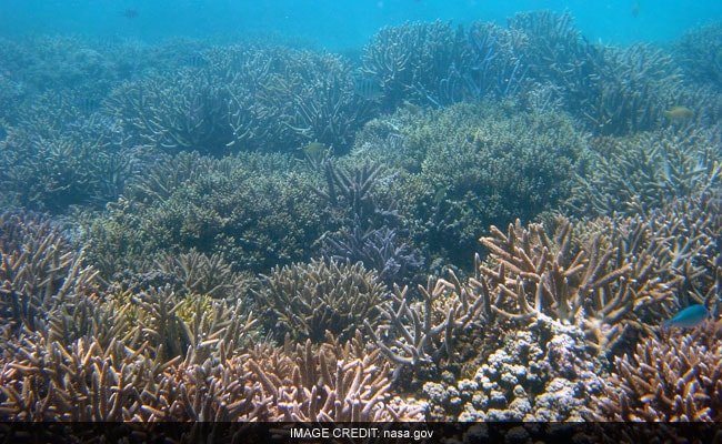 Australia’s Great Barrier Reef Records Largest Annual Coral Loss In 4 Decades