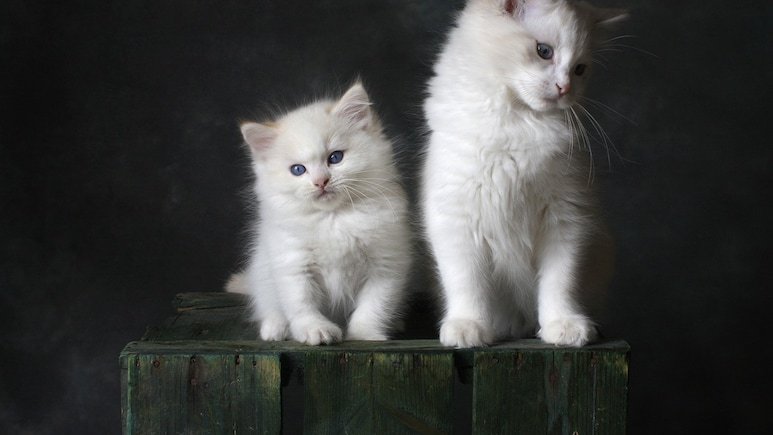 UK Teen Gets 1 Year Jail For “Sadistic” Torture, Killing Of 2 Kittens