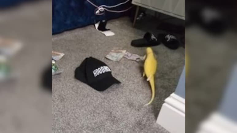 Watch: Talking Parrot Leads To Major Drug Bust In England