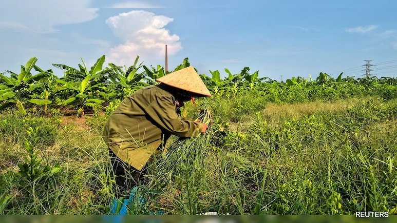 Fistful Of Dollars, Rice For Vietnam Farmers Displaced For Trump Golf Club