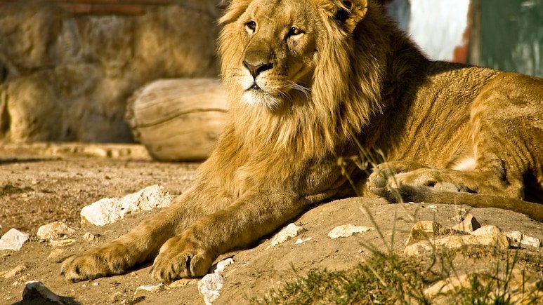 50-Year-Old Woman Loses Arm In Horrifying Lion Attack At Popular Australian Zoo